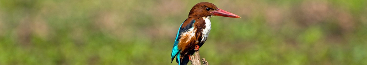 Bird Watching in Nepal