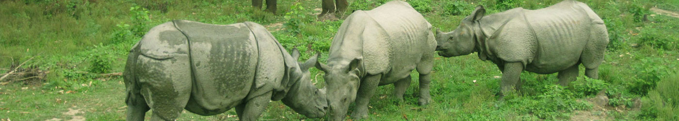 Chitwan National Park is ideal for those who wish to take an exciting activity in the forest at a reasonable price but in a manageable way.